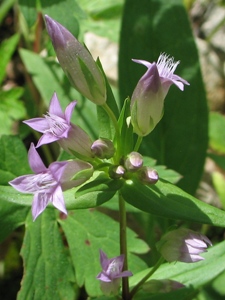 Gentianella amarella